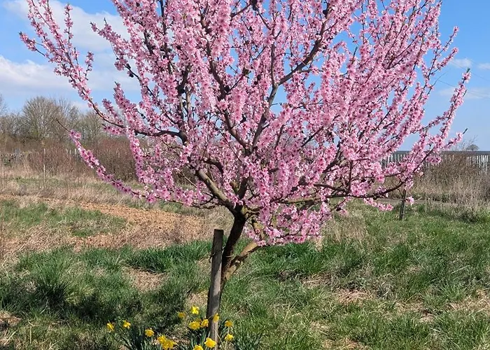 Nord 37 * 안에일러 앰 트리펠스